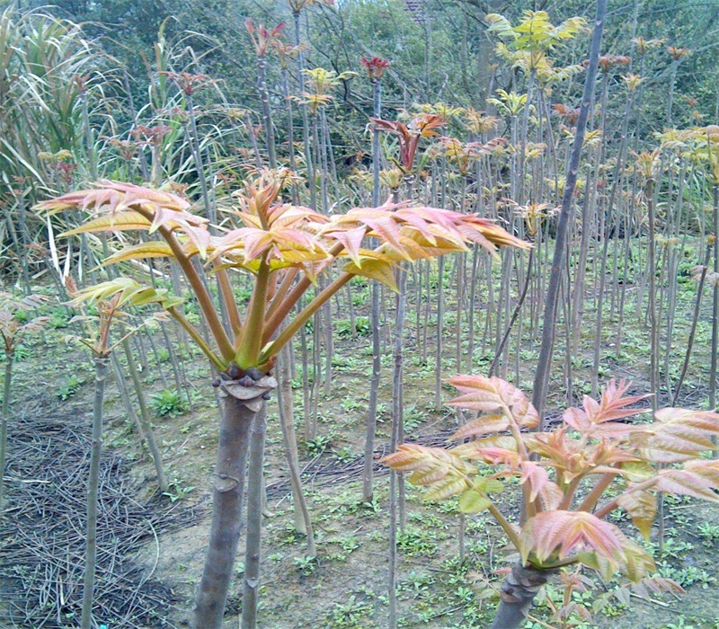 浙江香椿苗种植方法大规格占地香椿树