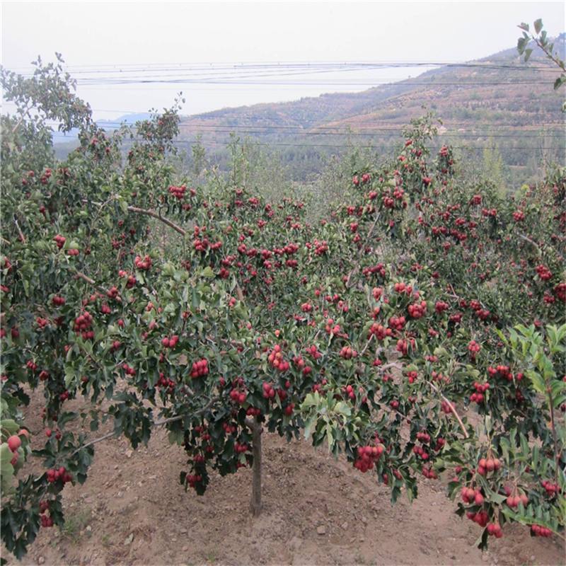 青海山楂树苗季节种植时间大绵球山楂树苗