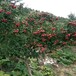 江西甜红籽山楂苗品种简介大金星山楂苗山楂苗的用途