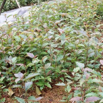 河北山楂树苗季节种植时间敞口山楂山楂树苗