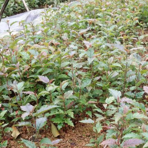 海南山楂苗种植技术3年甜山楂树苗