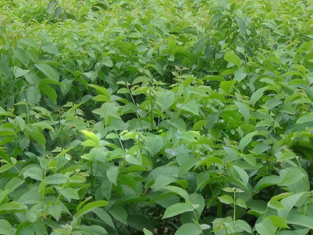 内蒙古山楂苗种植技术3年甜山楂树苗