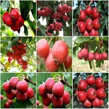 青海甜红籽山楂苗品种简介黄皮山楂是黄果山楂图片2