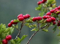 青海甜红籽山楂苗品种简介黄皮山楂是黄果山楂图片5