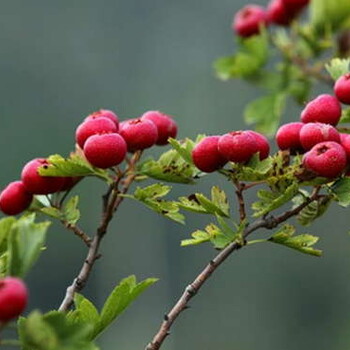 吉林山楂树苗价格行情红肉山楂树苗3年苗