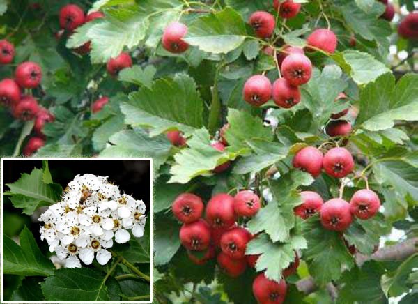 江西山楂苗种植技术红肉山楂树苗3年苗