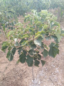 湖南山楂苗种植技术大绵球山楂树苗