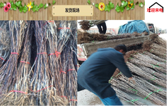 内蒙古山楂苗种植技术3年甜山楂树苗图片3