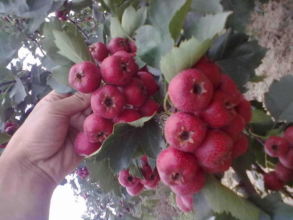 黑龙江山楂树苗季节种植时间敞口山楂山楂树苗