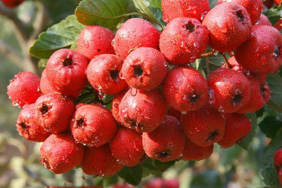 内蒙古甜红籽山楂苗品种简介3年甜山楂树苗