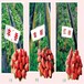 福建四季草莓苗香满园草莓草莓苗种植方法