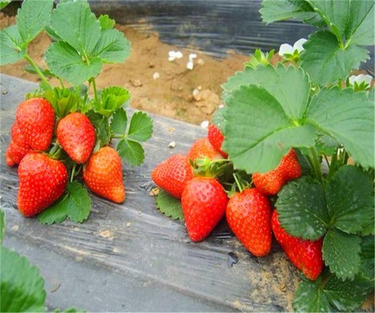 广西隋珠草莓苗香满园草莓草莓苗种植方法