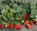 江苏太空2008草莓优质草莓苗出售妙香草莓苗图片