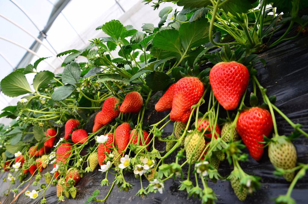 广东牛奶草莓苗品种病虫害低脱毒草莓苗