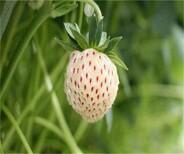 广东红颜草莓苗草莓苗出售脱毒草莓苗图片2