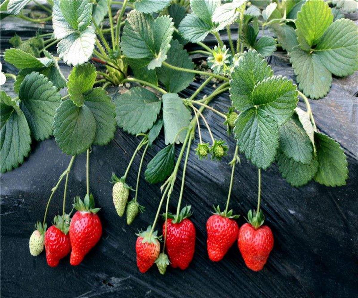 山西牛奶草莓苗泰安草莓苗基地草莓苗日常管理
