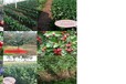 甘肃章姬草莓苗优质草莓苗出售草莓苗日常管理
