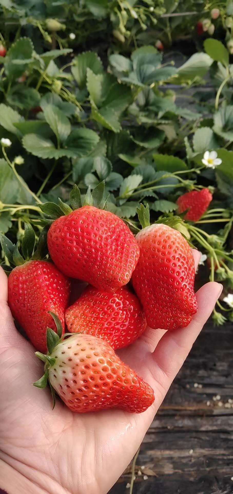 甘肃越秀草莓苗草莓苗出售组培草莓苗