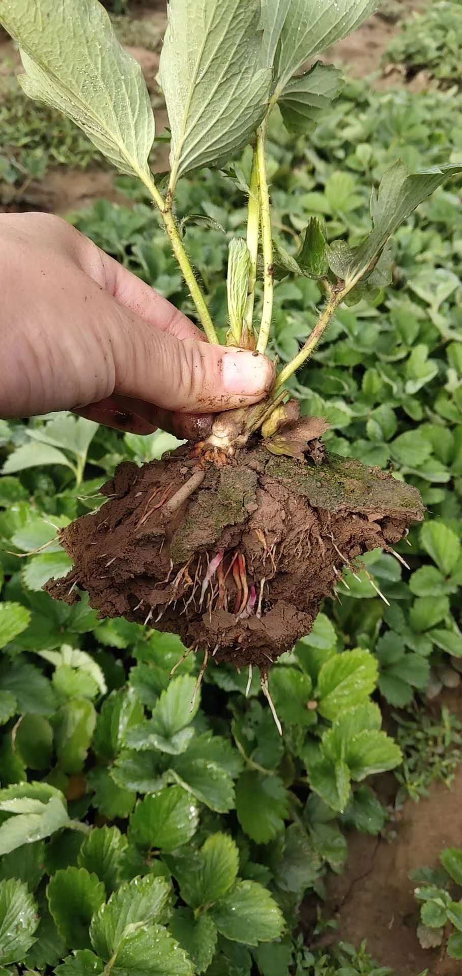 西藏红颜草莓苗大型育苗基地草莓苗常见病虫害