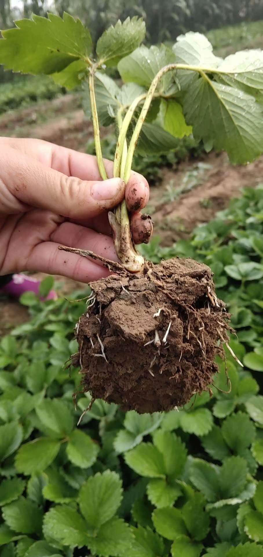 海南牛奶草莓苗山东草莓苗基地组培草莓苗