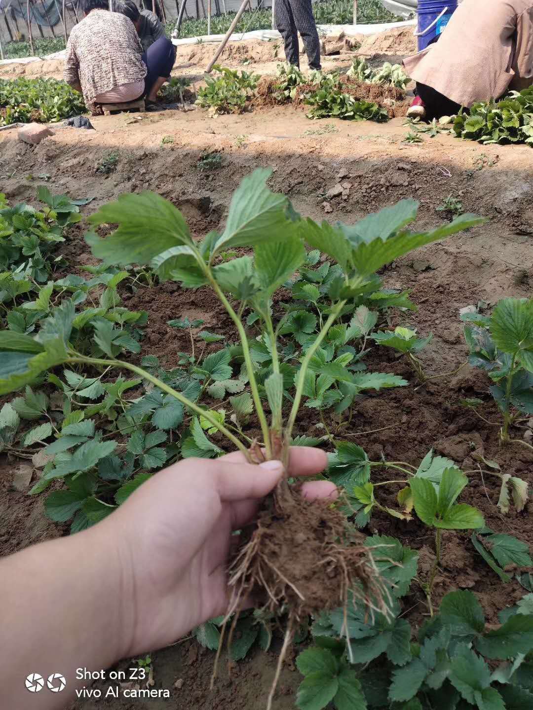 天津四季草莓苗草莓苗繁育基地草莓苗批发价格