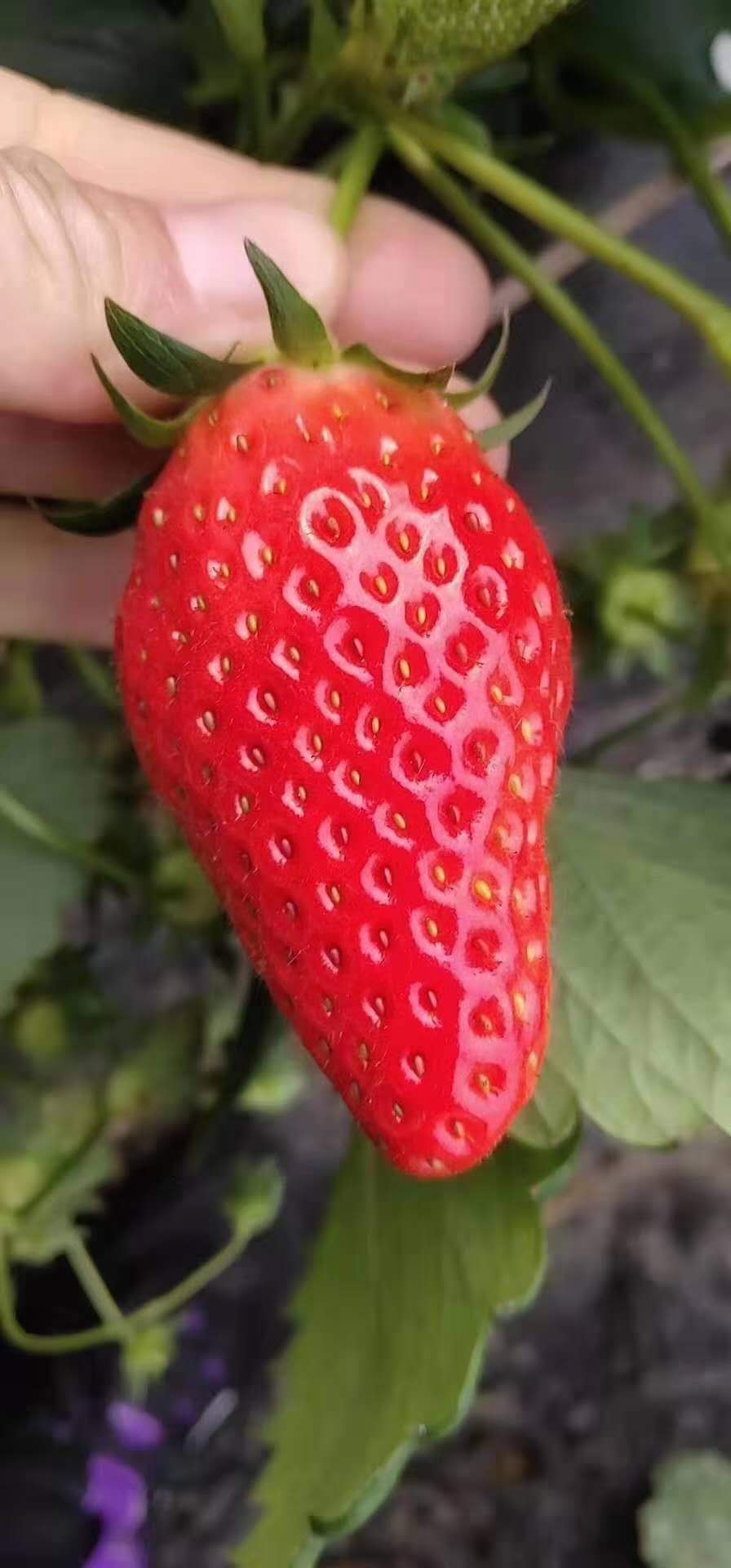 河南红颜草莓苗草莓苗繁育基地草莓苗日常管理