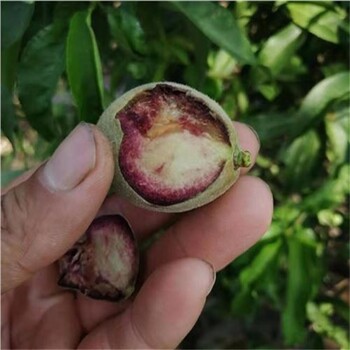 洮南市泰山大紅袍板栗苗簡(jiǎn)介適合南方種植的板栗