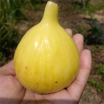 永川金傲芬無(wú)花果苗簡(jiǎn)介無(wú)花果苗價(jià)格