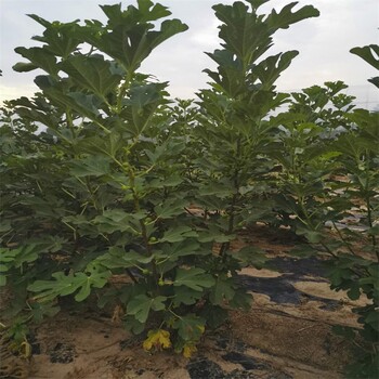 黔西南3公分無花果樹簡介無花果苗品種介紹