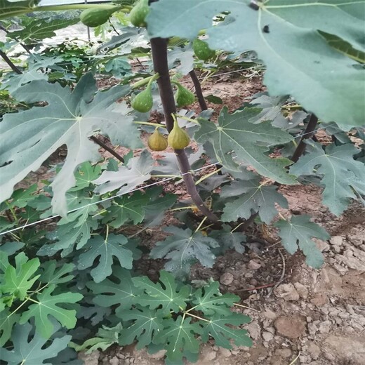 醴陵大青皮无花果苗简介无花果苗春季种植时间