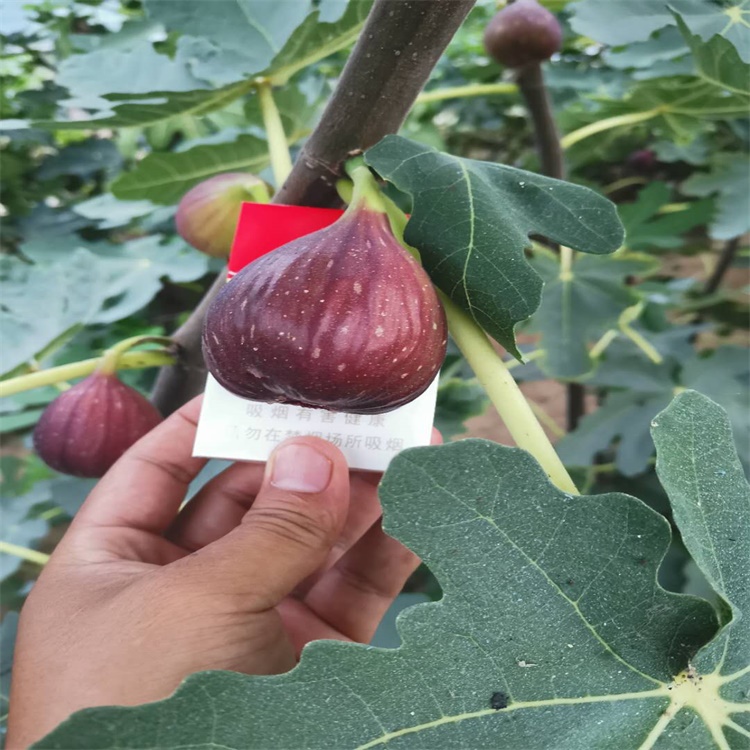 醴陵大青皮无花果苗简介无花果苗春季种植时间