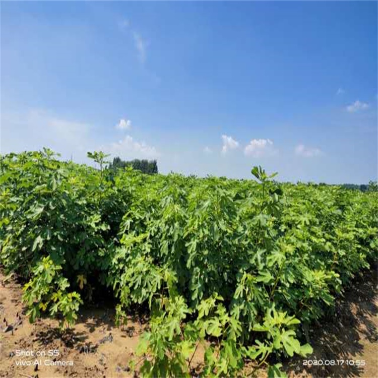 黔江大青皮无花果苗简介无花果苗品种介绍