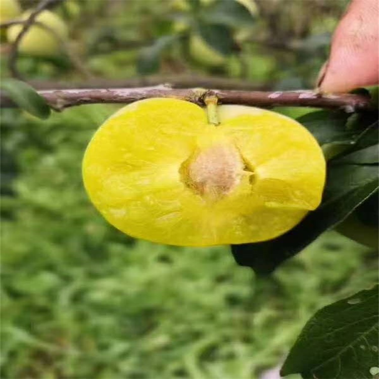 仁和区法兰西西梅苗简介李子苗栽植及方法	