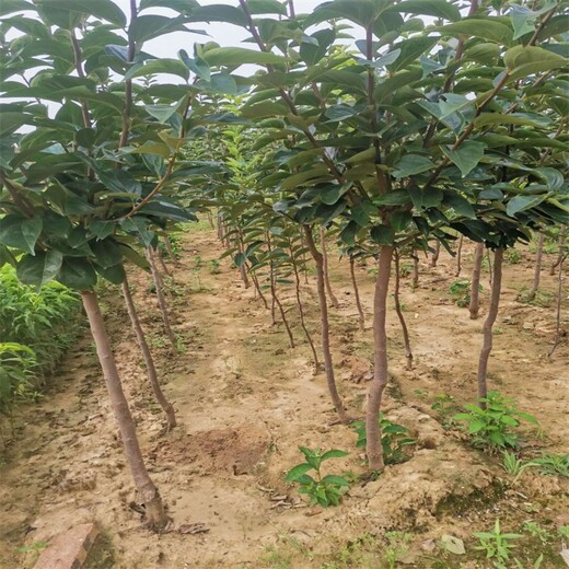 黑龙江富有柿子苗批发价格柿子苗的品种