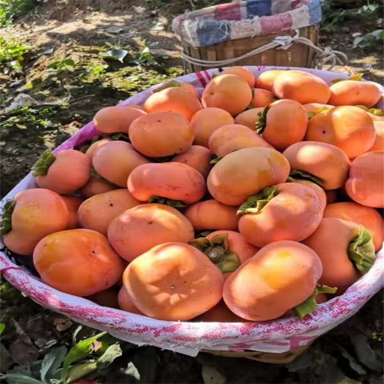 西藏大秋甜柿树苗批发价格柿子苗种植时间