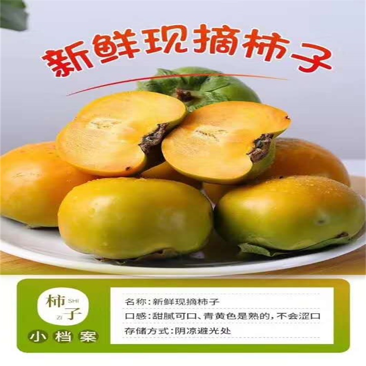 重庆阳丰甜柿树苗批发价格柿子苗种植时间