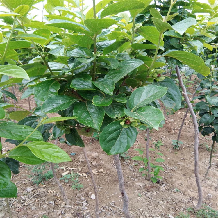 香港阳丰甜柿树苗批发价格柿子苗基地