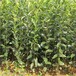 山西黑柿子苗批发价格适合北方种植的柿子苗