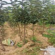 锡山区6公分富平尖柿树苗柿子苗的品种