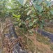 山西富有柿子苗批发价格柿子苗的品种