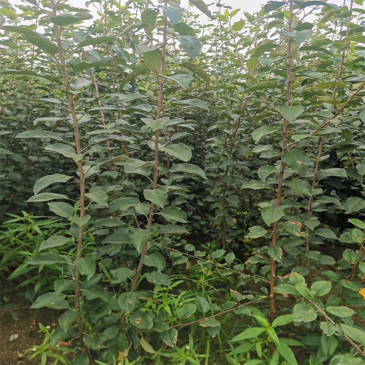 广西10公分柿子树批发价格柿子苗种植时间