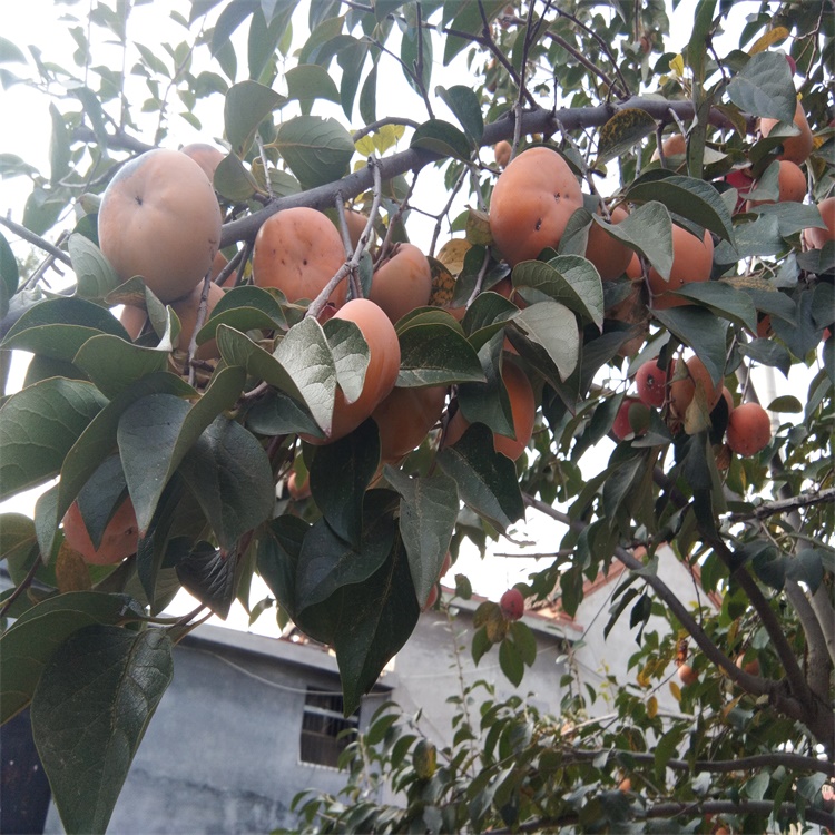 黑龙江10公分柿子树批发价格柿子苗新品种