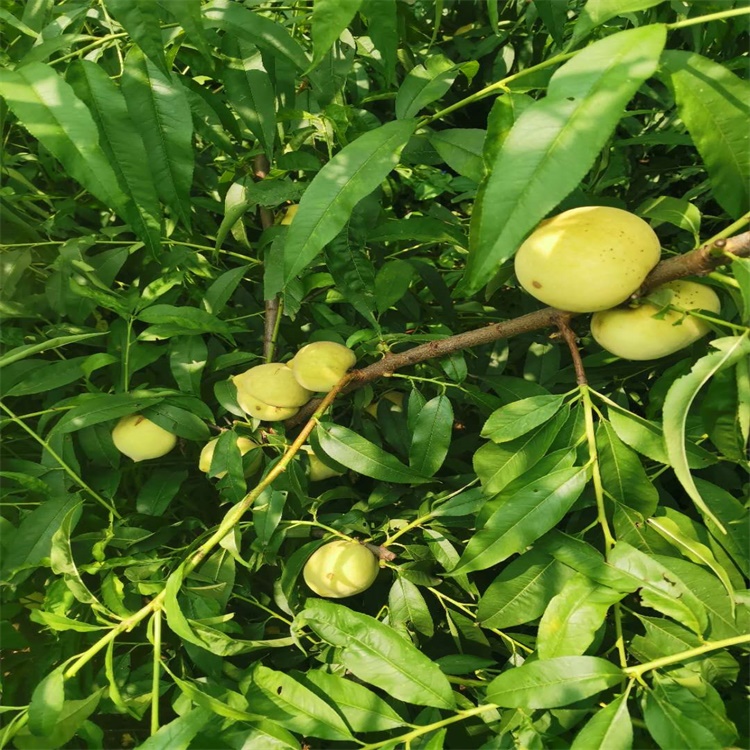 沅陵中油蟠7號桃樹行情專注培育果樹苗		