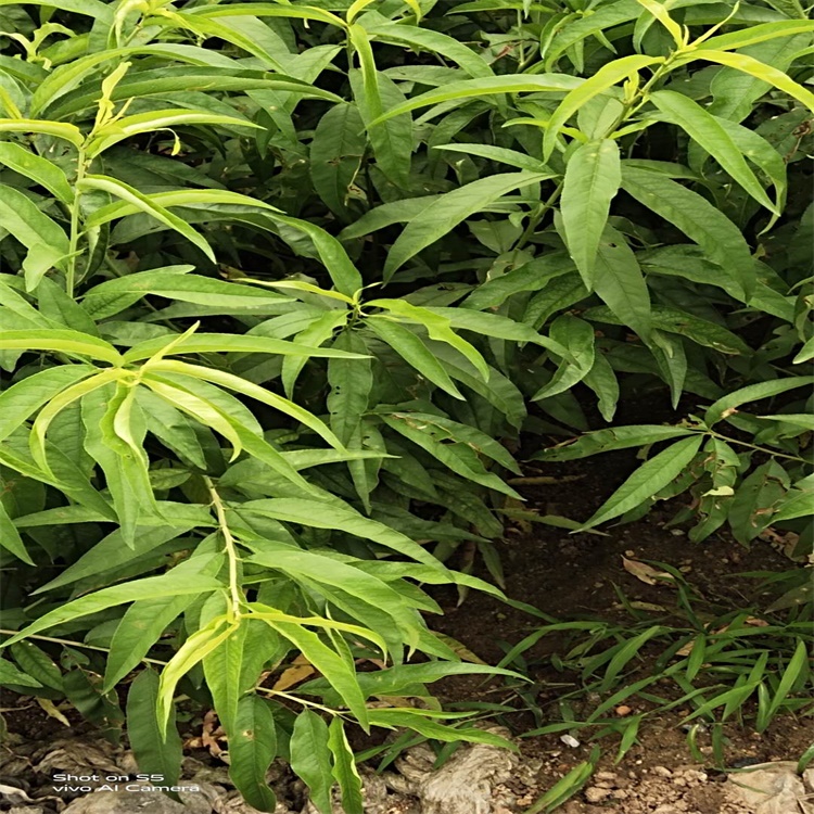 沅陵中油蟠7號桃樹行情專注培育果樹苗		
