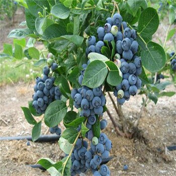 宁夏瑞卡蓝莓苗价格蓝莓苗栽植技术要领