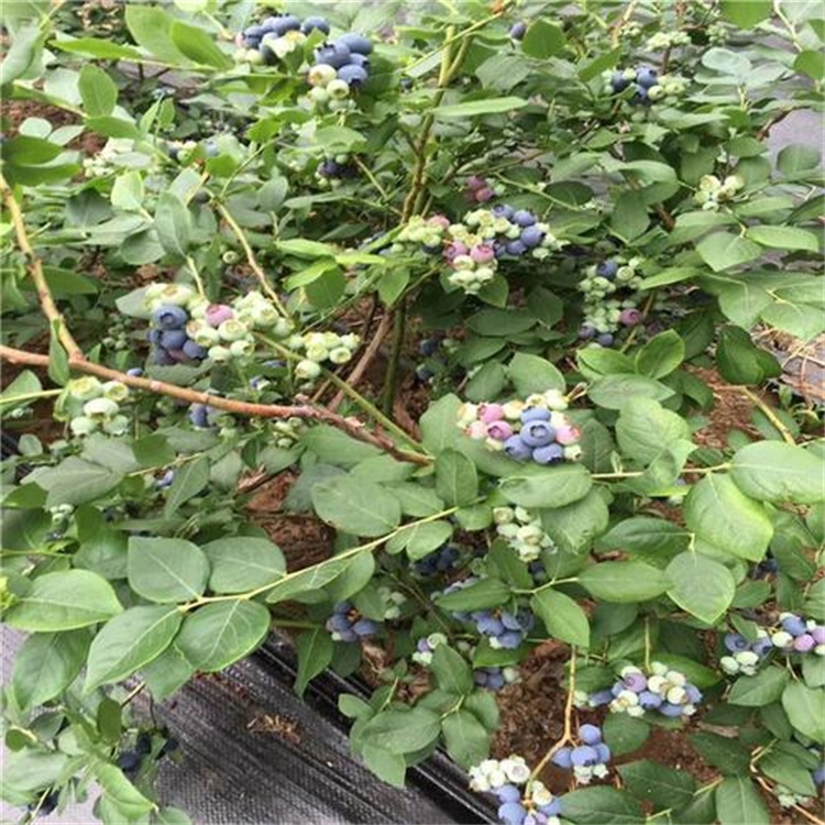 北京天后蓝莓苗价格组培脱毒蓝莓苗