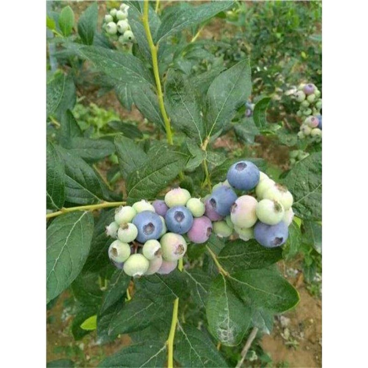 上海珠宝蓝莓苗价格绿宝石蓝莓苗简介