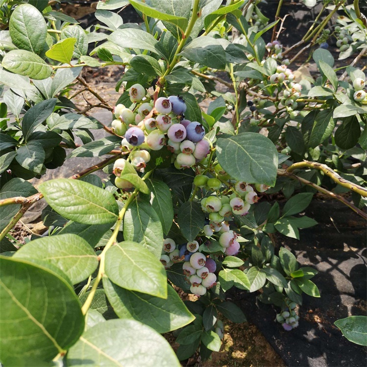 河南莱克西蓝莓苗价格莱克西蓝莓产量