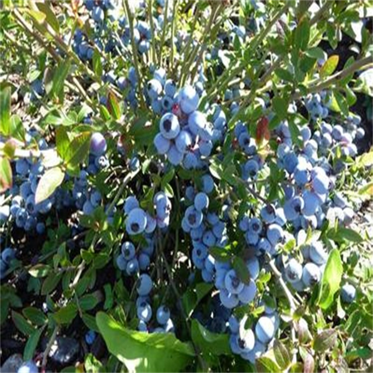 山东苏西蓝蓝莓苗蓝莓苗越冬保护