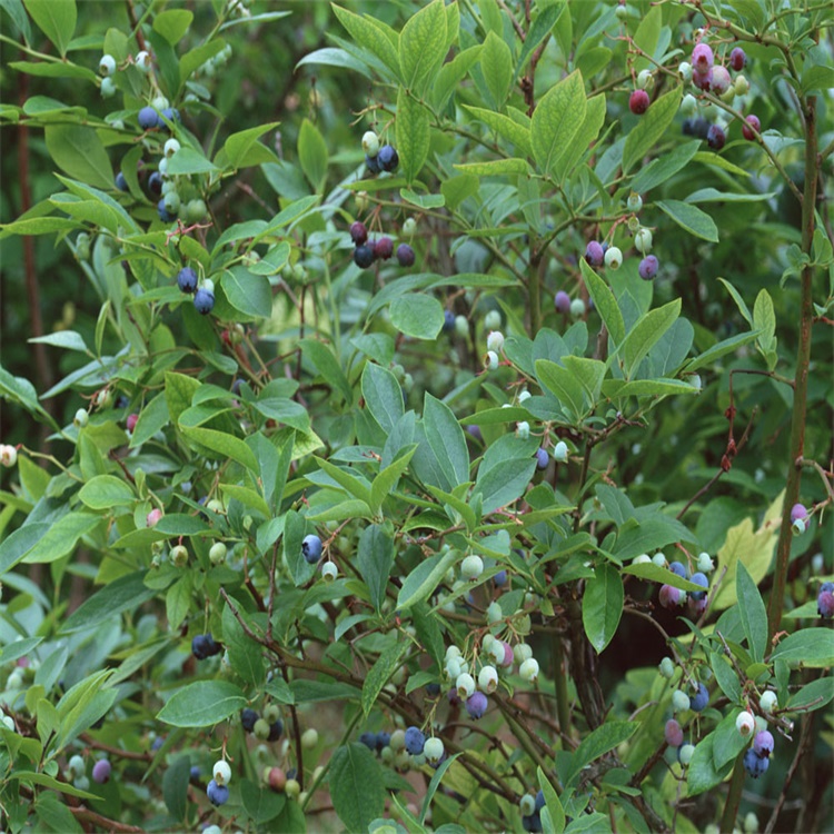 澳門(mén)地栽智力杜克藍莓苗藍莓苗越冬保護
